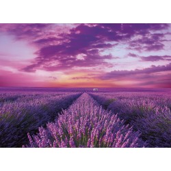 Clementoni - Campos de Lavanda 1000 pzs Does not apply Collection-Lavander Field-puzzle adulti 1000 pezzi, One size, 39606